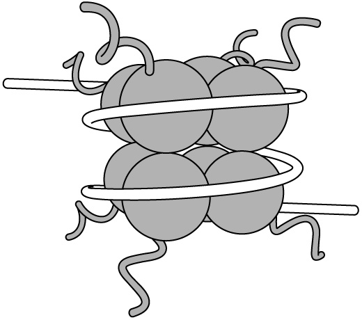 Эпигенетика. Как современная биология переписывает наши представления о генетике, заболеваниях и наследственности Эпигенетика. Как современная биология переписывает наши представления о генетике, заболеваниях и наследственности