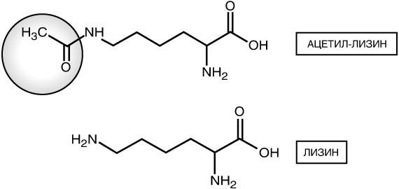 Эпигенетика. Как современная биология переписывает наши представления о генетике, заболеваниях и наследственности Эпигенетика. Как современная биология переписывает наши представления о генетике, заболеваниях и наследственности