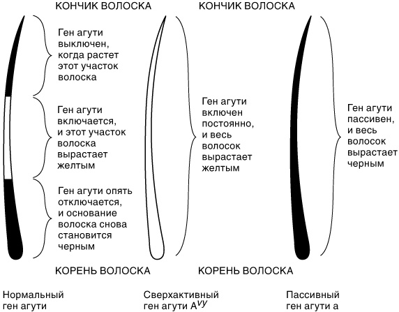 Эпигенетика. Как современная биология переписывает наши представления о генетике, заболеваниях и наследственности Эпигенетика. Как современная биология переписывает наши представления о генетике, заболеваниях и наследственности