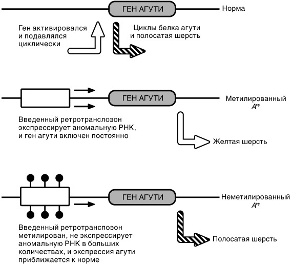Эпигенетика. Как современная биология переписывает наши представления о генетике, заболеваниях и наследственности Эпигенетика. Как современная биология переписывает наши представления о генетике, заболеваниях и наследственности