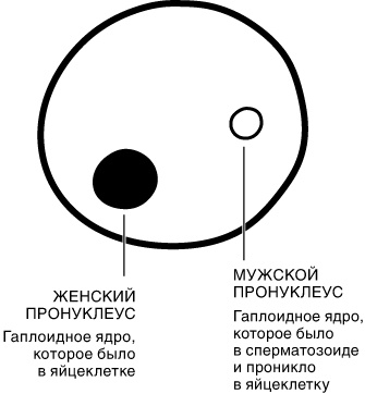 Эпигенетика. Как современная биология переписывает наши представления о генетике, заболеваниях и наследственности Эпигенетика. Как современная биология переписывает наши представления о генетике, заболеваниях и наследственности