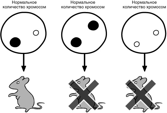 Эпигенетика. Как современная биология переписывает наши представления о генетике, заболеваниях и наследственности Эпигенетика. Как современная биология переписывает наши представления о генетике, заболеваниях и наследственности