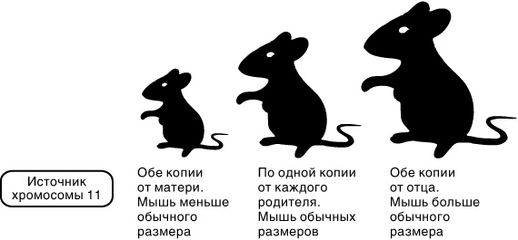 Эпигенетика. Как современная биология переписывает наши представления о генетике, заболеваниях и наследственности Эпигенетика. Как современная биология переписывает наши представления о генетике, заболеваниях и наследственности