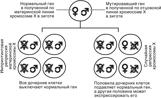 Эпигенетика. Как современная биология переписывает наши представления о генетике, заболеваниях и наследственности Эпигенетика. Как современная биология переписывает наши представления о генетике, заболеваниях и наследственности