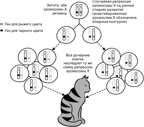Эпигенетика. Как современная биология переписывает наши представления о генетике, заболеваниях и наследственности Эпигенетика. Как современная биология переписывает наши представления о генетике, заболеваниях и наследственности