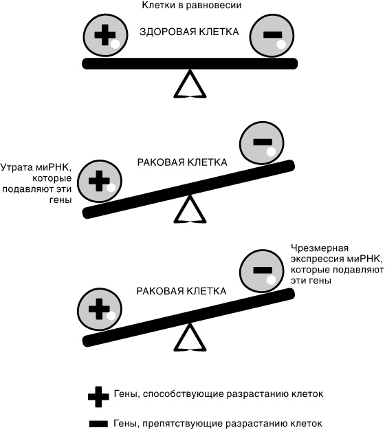 Эпигенетика. Как современная биология переписывает наши представления о генетике, заболеваниях и наследственности Эпигенетика. Как современная биология переписывает наши представления о генетике, заболеваниях и наследственности