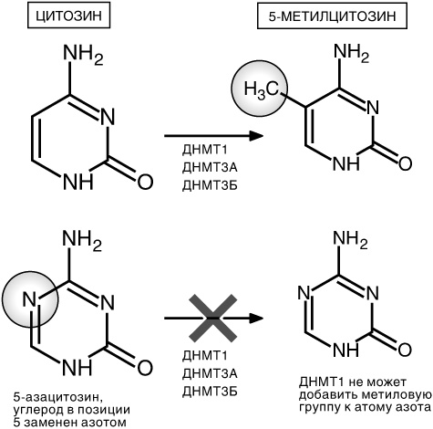 Эпигенетика. Как современная биология переписывает наши представления о генетике, заболеваниях и наследственности Эпигенетика. Как современная биология переписывает наши представления о генетике, заболеваниях и наследственности