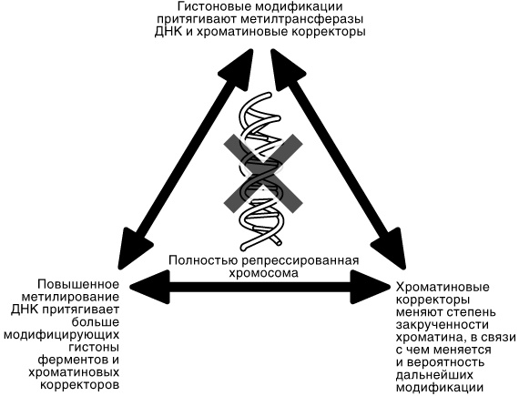 Эпигенетика. Как современная биология переписывает наши представления о генетике, заболеваниях и наследственности Эпигенетика. Как современная биология переписывает наши представления о генетике, заболеваниях и наследственности