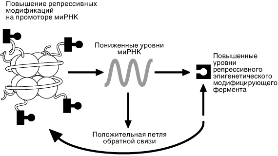Эпигенетика. Как современная биология переписывает наши представления о генетике, заболеваниях и наследственности Эпигенетика. Как современная биология переписывает наши представления о генетике, заболеваниях и наследственности