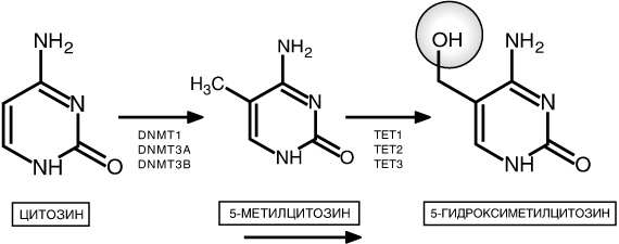 Эпигенетика. Как современная биология переписывает наши представления о генетике, заболеваниях и наследственности Эпигенетика. Как современная биология переписывает наши представления о генетике, заболеваниях и наследственности