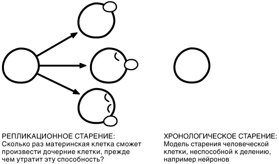 Эпигенетика. Как современная биология переписывает наши представления о генетике, заболеваниях и наследственности Эпигенетика. Как современная биология переписывает наши представления о генетике, заболеваниях и наследственности