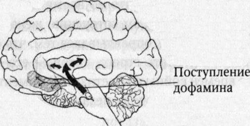 Мозг онлайн. Человек в эпоху Интернета Мозг онлайн. Человек в эпоху Интернета