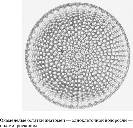 Анатомия преступления. Что могут рассказать насекомые, отпечатки пальцев и ДНК Анатомия преступления. Что могут рассказать насекомые, отпечатки пальцев и ДНК