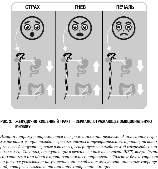 Второй мозг: Как микробы в кишечнике управляют нашим настроением, решениями и здоровьем Второй мозг: Как микробы в кишечнике управляют нашим настроением, решениями и здоровьем