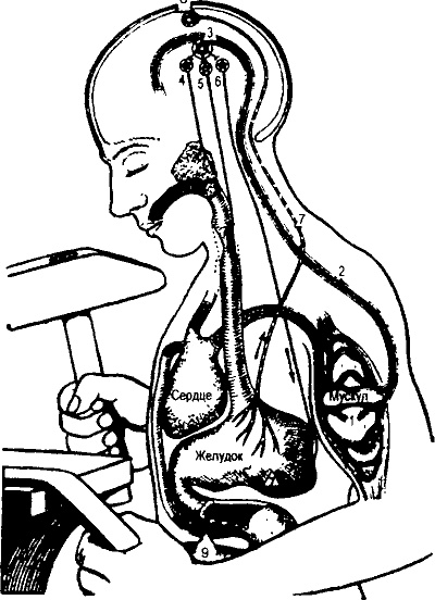 Занимательная физиология