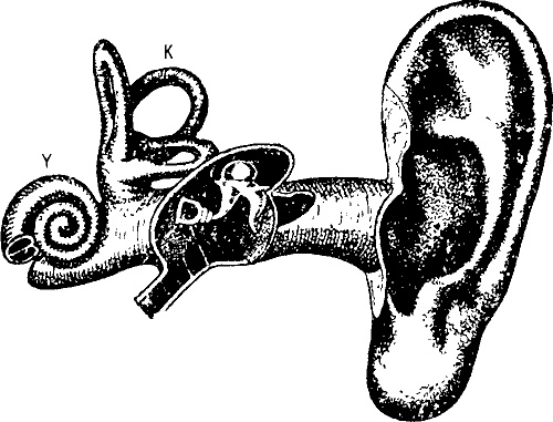 Занимательная физиология