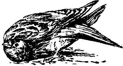 Занимательная физиология