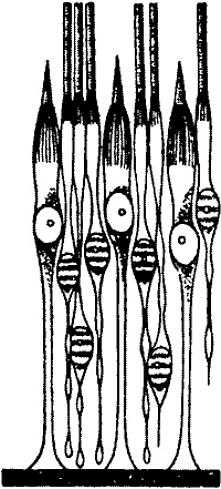 Занимательная физиология