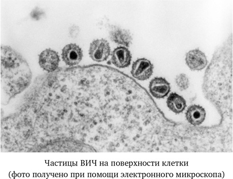 Вирусы. Скорее друзья, чем враги Вирусы. Скорее друзья, чем враги