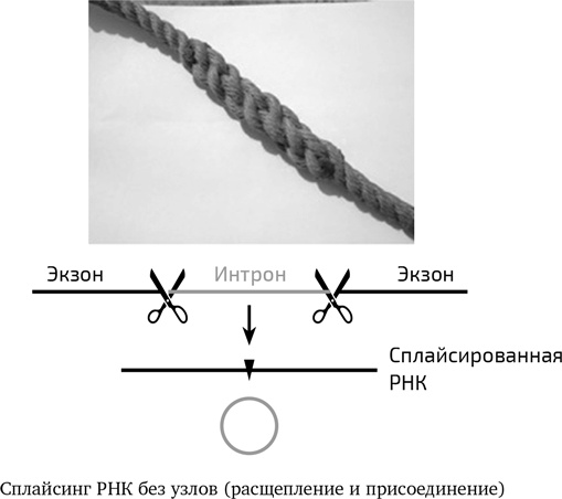 Вирусы. Скорее друзья, чем враги Вирусы. Скорее друзья, чем враги