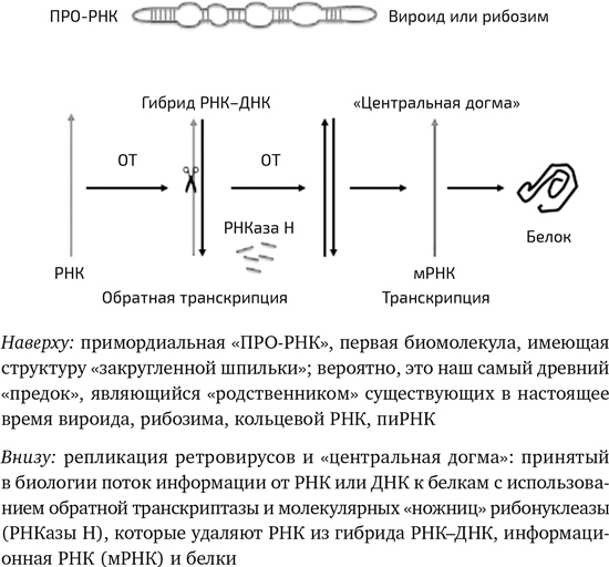 Вирусы. Скорее друзья, чем враги Вирусы. Скорее друзья, чем враги