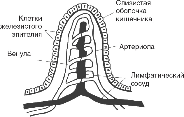 Твой второй мозг - кишечник. Книга-компас по невидимым связям нашего тела Твой второй мозг - кишечник. Книга-компас по невидимым связям нашего тела