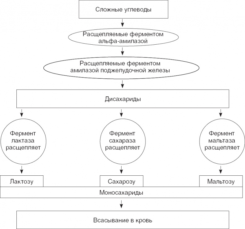 Твой второй мозг - кишечник. Книга-компас по невидимым связям нашего тела Твой второй мозг - кишечник. Книга-компас по невидимым связям нашего тела