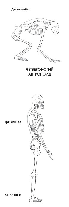Диагностика и лечение позвоночника. Уникальная система доктора А. М. Уриа Диагностика и лечение позвоночника. Уникальная система доктора А. М. Уриа