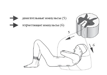 Диагностика и лечение позвоночника. Уникальная система доктора А. М. Уриа Диагностика и лечение позвоночника. Уникальная система доктора А. М. Уриа