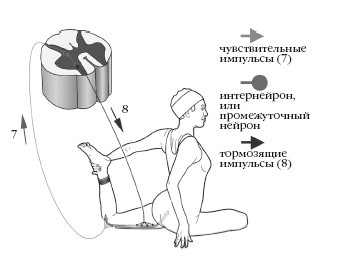 Диагностика и лечение позвоночника. Уникальная система доктора А. М. Уриа Диагностика и лечение позвоночника. Уникальная система доктора А. М. Уриа