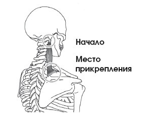 Диагностика и лечение позвоночника. Уникальная система доктора А. М. Уриа Диагностика и лечение позвоночника. Уникальная система доктора А. М. Уриа