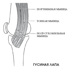 Диагностика и лечение позвоночника. Уникальная система доктора А. М. Уриа Диагностика и лечение позвоночника. Уникальная система доктора А. М. Уриа