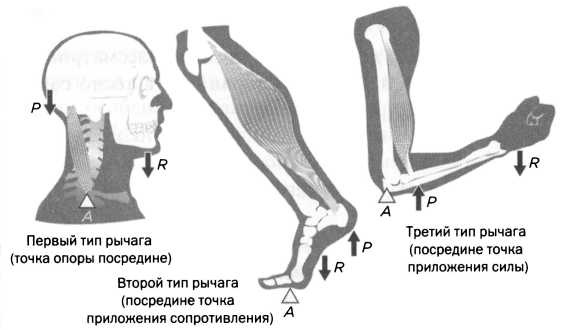 Архимед. Закон Архимеда Архимед. Закон Архимеда