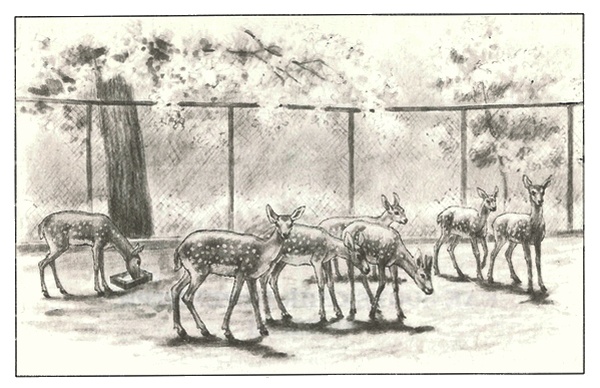 Питомцы Зоопарка Питомцы Зоопарка