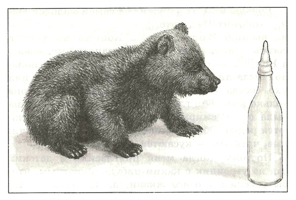 Питомцы Зоопарка Питомцы Зоопарка