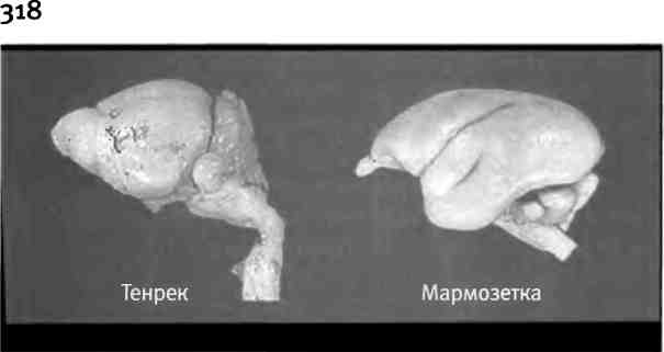 Бесконечное число самых прекрасных форм Бесконечное число самых прекрасных форм