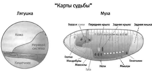 Бесконечное число самых прекрасных форм Бесконечное число самых прекрасных форм