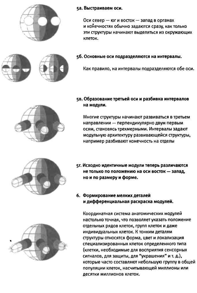 Бесконечное число самых прекрасных форм Бесконечное число самых прекрасных форм
