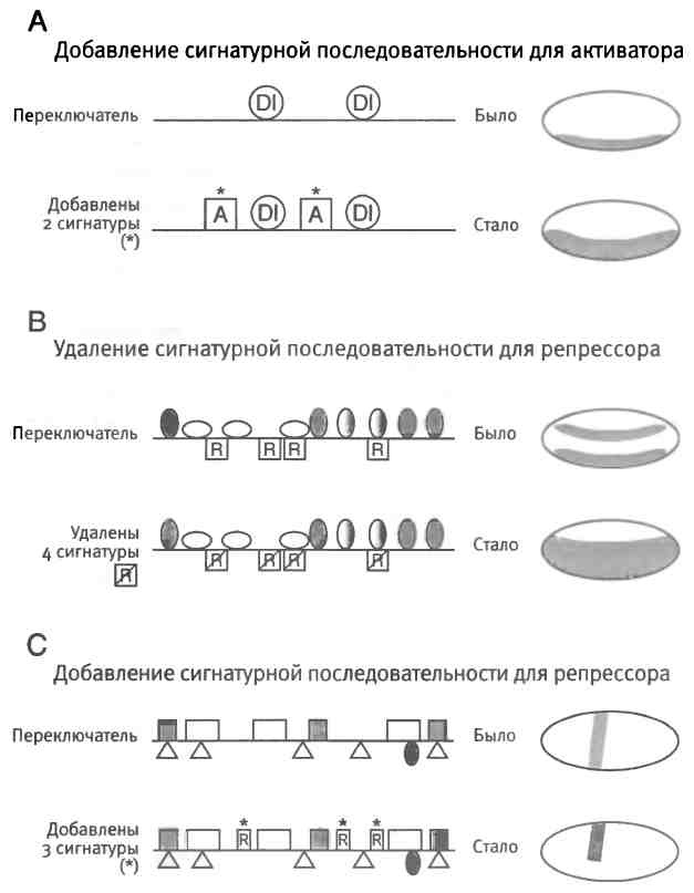 Бесконечное число самых прекрасных форм Бесконечное число самых прекрасных форм