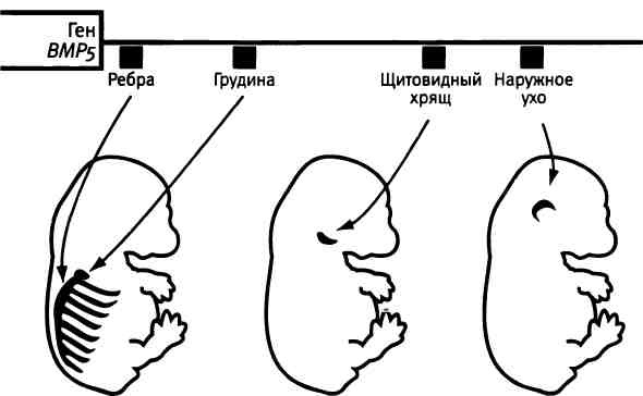 Бесконечное число самых прекрасных форм Бесконечное число самых прекрасных форм