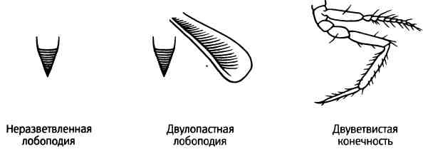 Бесконечное число самых прекрасных форм Бесконечное число самых прекрасных форм