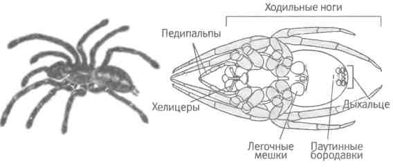 Бесконечное число самых прекрасных форм Бесконечное число самых прекрасных форм