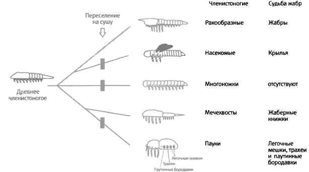 Бесконечное число самых прекрасных форм Бесконечное число самых прекрасных форм