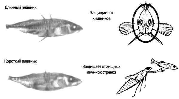 Бесконечное число самых прекрасных форм Бесконечное число самых прекрасных форм