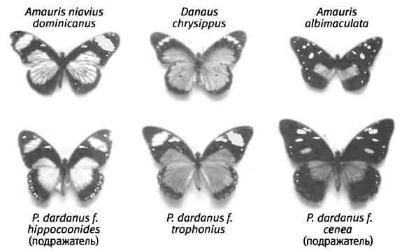 Бесконечное число самых прекрасных форм Бесконечное число самых прекрасных форм