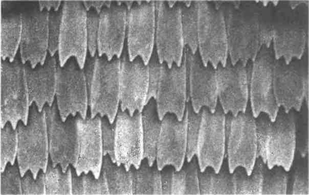 Бесконечное число самых прекрасных форм Бесконечное число самых прекрасных форм