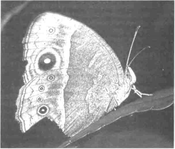 Бесконечное число самых прекрасных форм Бесконечное число самых прекрасных форм