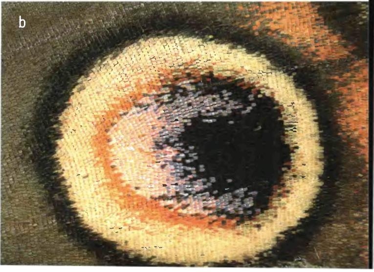 Бесконечное число самых прекрасных форм Бесконечное число самых прекрасных форм