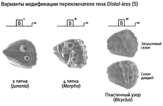 Бесконечное число самых прекрасных форм Бесконечное число самых прекрасных форм