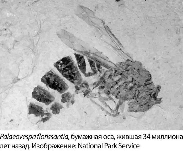 Венец демона Венец демона